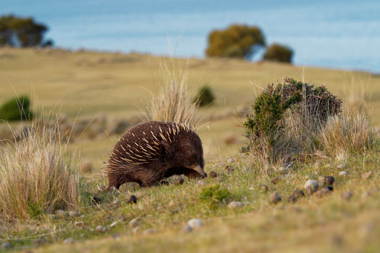Echidna is Here